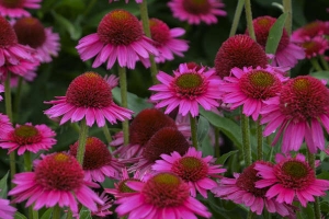 Echinacea 'Delicious Candy'